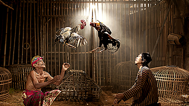 Download APK S128 Sabung Ayam Online